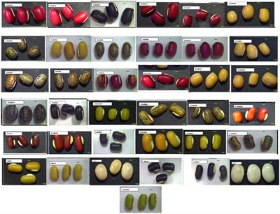 Rice bean-adzuki bean multitrait near infrared reflectance spectroscopy prediction model: a rapid mining tool for trait-specific germplasm